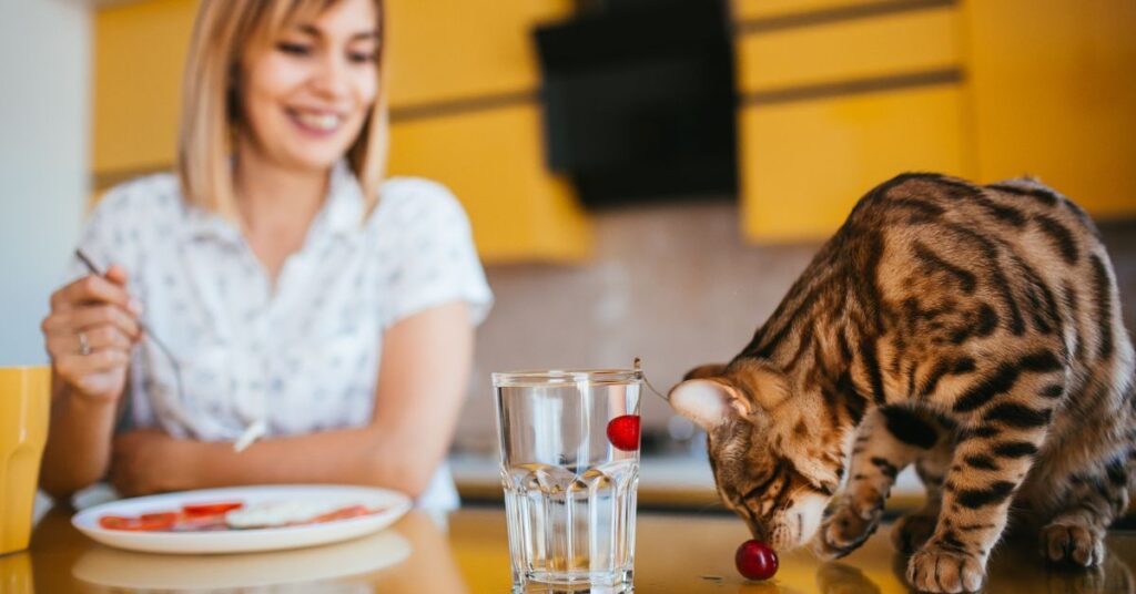 cat aggression during feeding