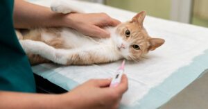 cat wounds treatment