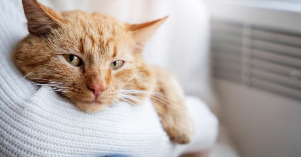 how to calm a cat in heat