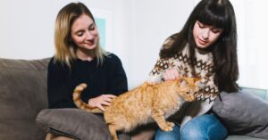 cat care after spaying
