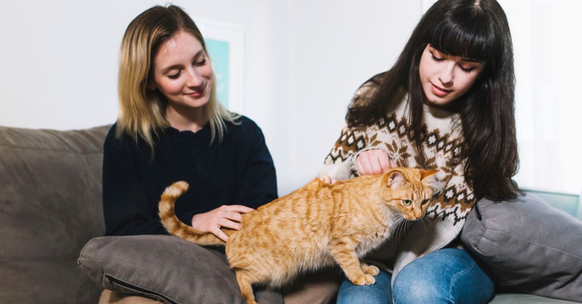 cat care after spaying