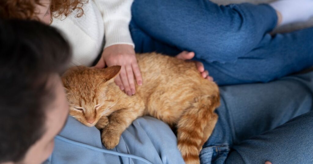caring for spayed cat