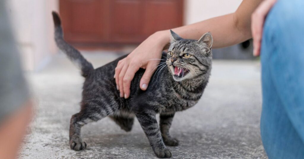 signs of rabies in cats