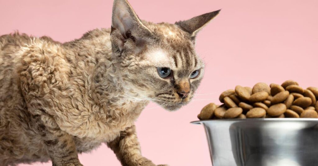 budget cat food for cats