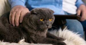 cats with behavior issues