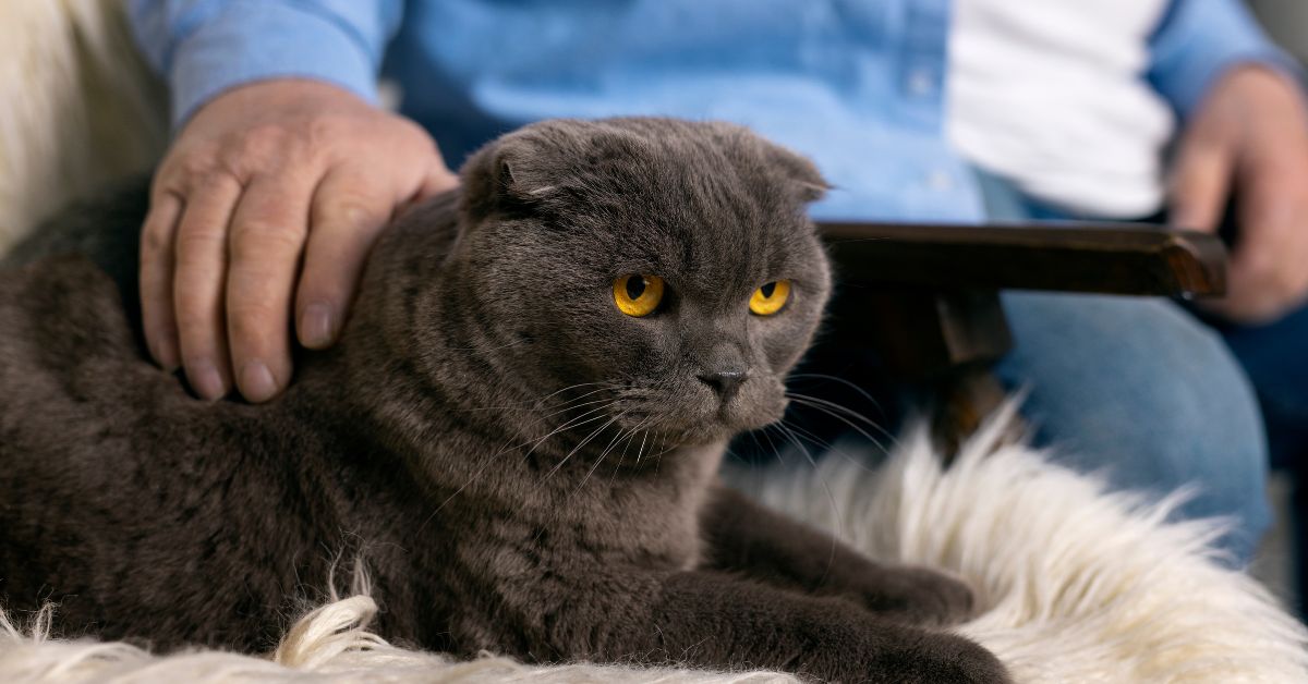 cats with behavior issues