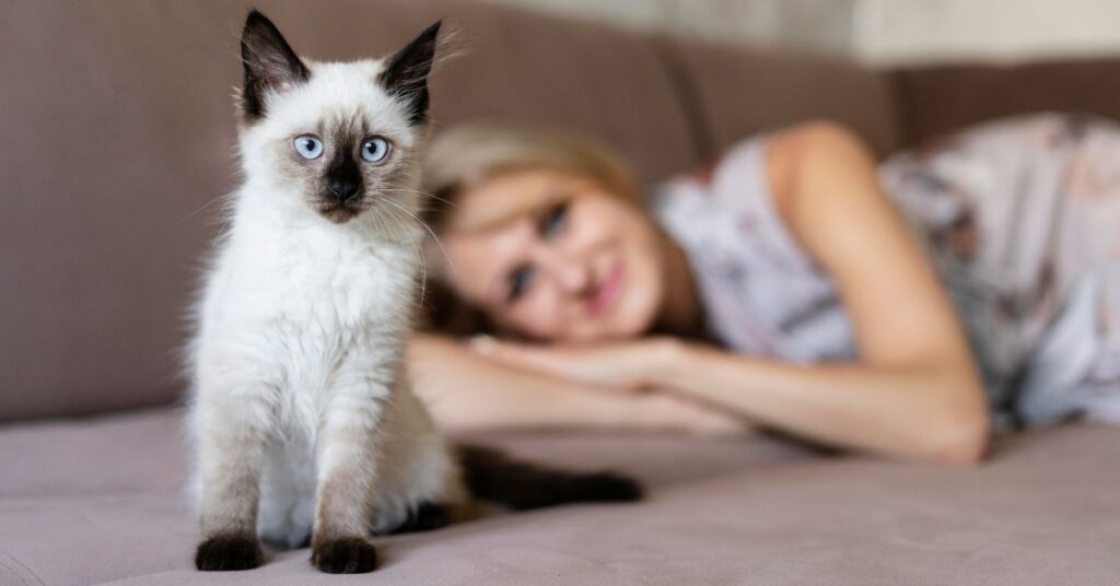 cat behavior problems