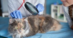health monitoring cat litter