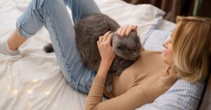 cat in heat behavior