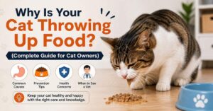 cat throwing up food