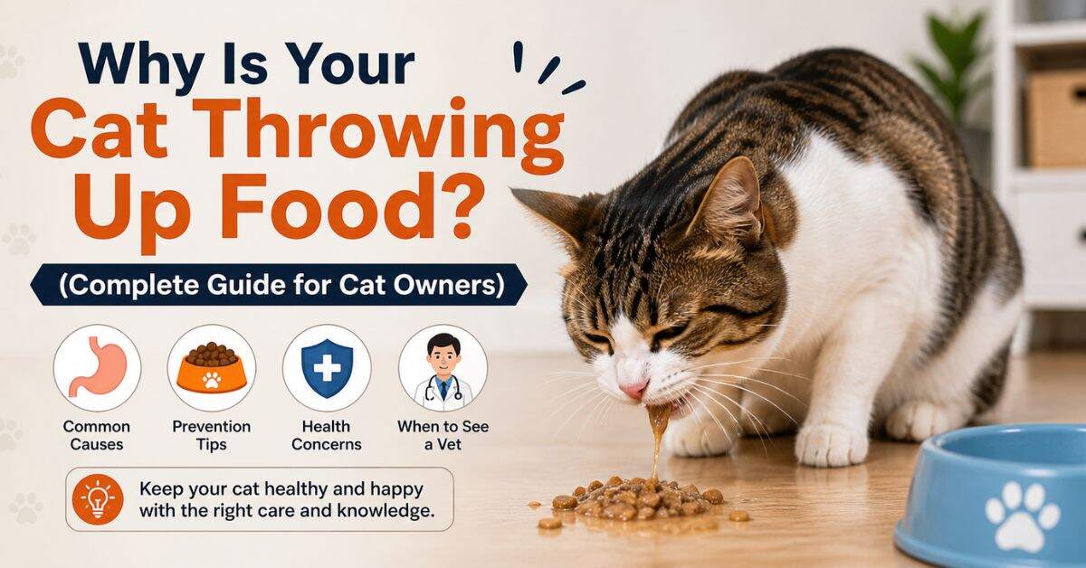 cat throwing up food