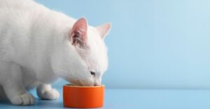 joint supplements for cats