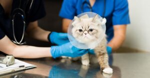 cat care after neutering
