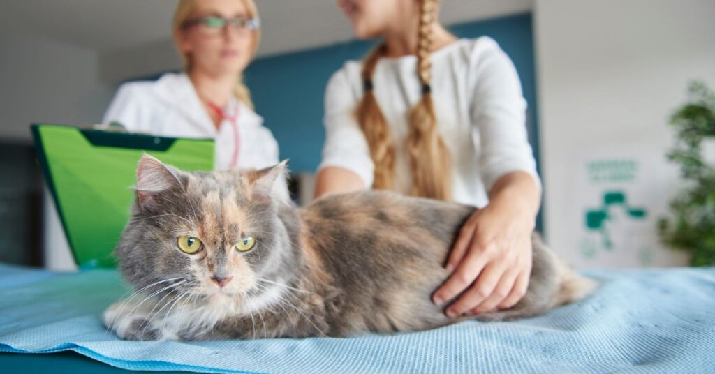 neutered cat care