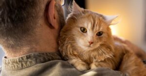 neutered male cat