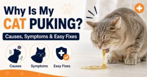 why is my cat puking